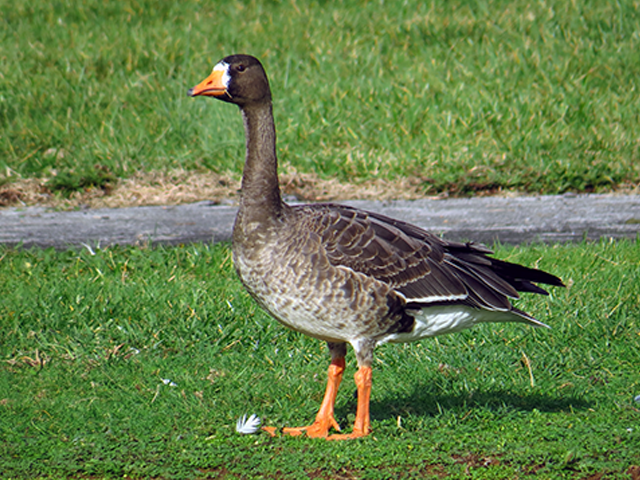 Greater White-fronted Goose by Keith Watson